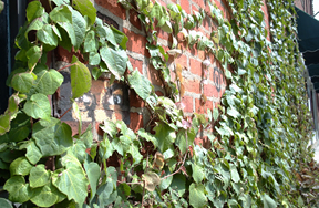 People in the Walls
